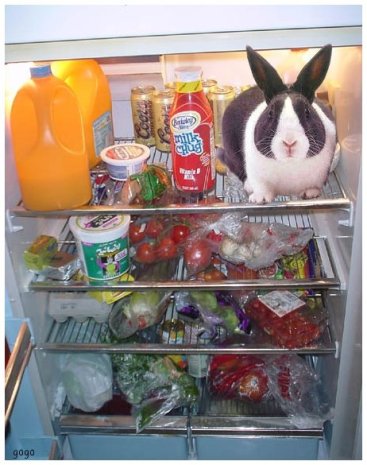 bunny-in-fridge.jpeg